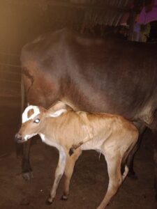 ಐದು ಕಾಲಿನ ಕರುವಿಗೆ ಜನ್ಮ ನೀಡಿದ ಹಸು!