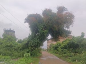 ಅಪಾಯಕಾರಿ ಮಾವಿನ ಮರ ತೆರವುಗೊಳಿಸಲು ಆಗ್ರಹ