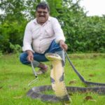 ಕಟ್ಟಿಗೆ ರಾಶಿಯಲ್ಲಿತ್ತು ಬೃಹತ್ ಗಾತ್ರದ ಕಾಳಿಂಗ: ಜನರಲ್ಲಿ ಆತಂಕ!