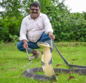 ಕಟ್ಟಿಗೆ ರಾಶಿಯಲ್ಲಿತ್ತು ಬೃಹತ್ ಗಾತ್ರದ ಕಾಳಿಂಗ: ಜನರಲ್ಲಿ ಆತಂಕ!