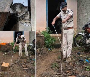 ಕಟ್ಟಿಗೆ ರಾಶಿಯಲ್ಲಿತ್ತು ಕೊಳಕುಮಂಡಲ!