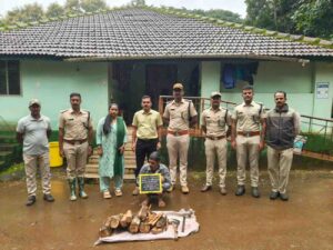ಅರಣ್ಯ ಇಲಾಖೆ ದಿಢೀರ್ ದಾಳಿ: 33 ಕೆ.ಜಿ ಶ್ರೀಗಂಧ ವಶ, ಓರ್ವ ಬಂಧನ