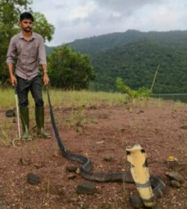 ಜನರ ಆತಂಕಕ್ಕೆ ಕಾರಣವಾದ ಕಾಳಿಂಗ!