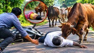 ಬಿಡಾಡಿ ಹೋರಿಗಳ ಅಟ್ಟಹಾಸ: ಸೊಸೆ ಬಳಿಕ ಮಾವನ ಮೇಲೂ ದಾಳಿ!
